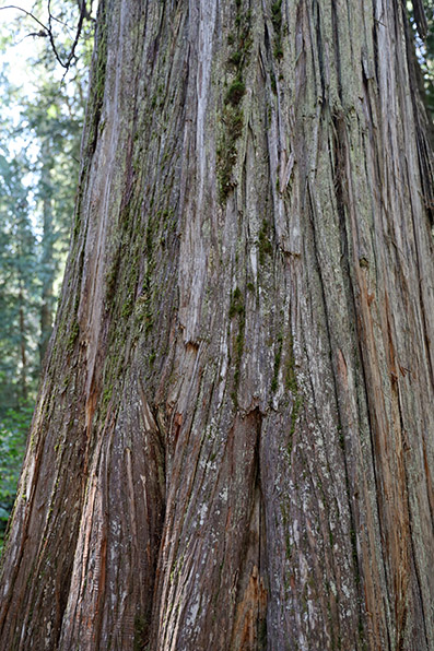 Giant Cedars Boardwalk